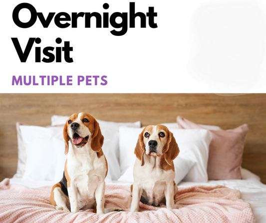 Overnight Stays Multiple Pets